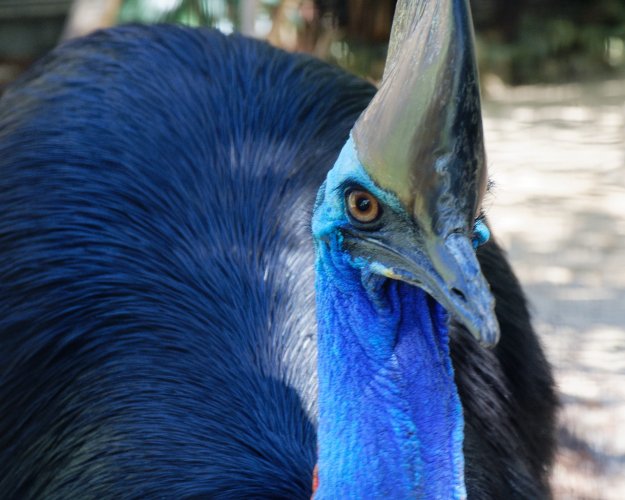  Humanos ‘domesticaram’ pássaro mais perigoso do mundo há 18 mil anos, diz estudo