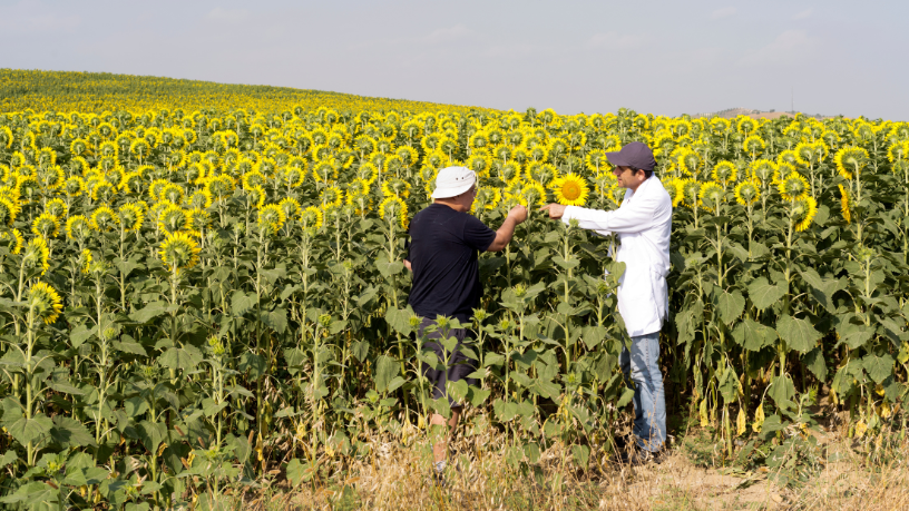 Alfredo Moreira Filho
